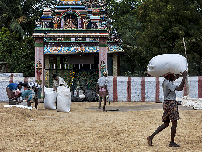 Bagging Rice 3-Thekkady